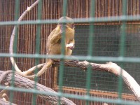 /album/fotogalerie-zoopark-zajezd-mala-rodinna-zoo-nedaleko-kladna/kockodan-severni-jpg/